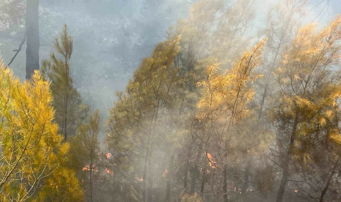 Bursa’daki orman yangını kontrol altına alındı ORMANLIK ALANDA ÇIKAN YANGIN, EKİPLERİN MÜDAHALESİYLE SÖNDÜRÜLDÜ.