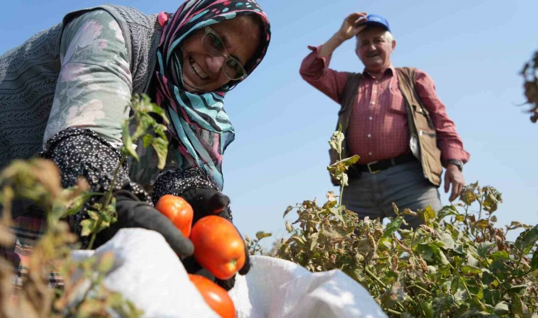 Domates tarlada kalmayacak, Bakanlıktan salça fabrikalarına destek geldi BURSA'DA DOMATES REKOLTESİNİN BEKLENENİN ÜZERİNDE OLMASI, SALÇA FABRİKALARININ YETERİ KADAR