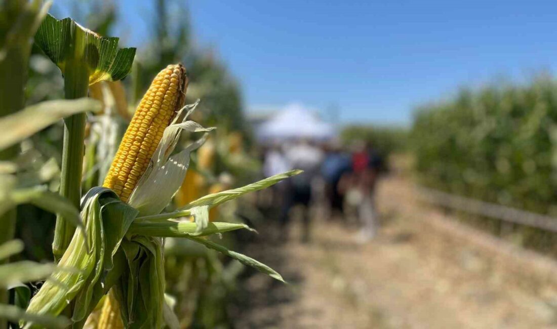 MAY TOHUM’UN ‘GÜÇLÜ GELECEK GÜNLERİ’ ETKİNLİĞİ, MARMARA BÖLGESİ’NDE FARKLI ŞEHİRLERDEN