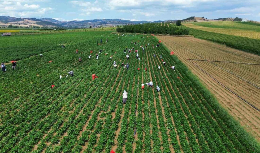 TÜRKİYE’NİN TAZE FASULYE İHTİYACININ BÜYÜK BÖLÜMÜNÜN KARŞILANDIĞI BURSA’DA BU YIL