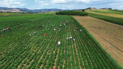 TÜRKİYE’NİN TAZE FASULYE İHTİYACININ BÜYÜK BÖLÜMÜNÜN KARŞILANDIĞI BURSA’DA BU YIL