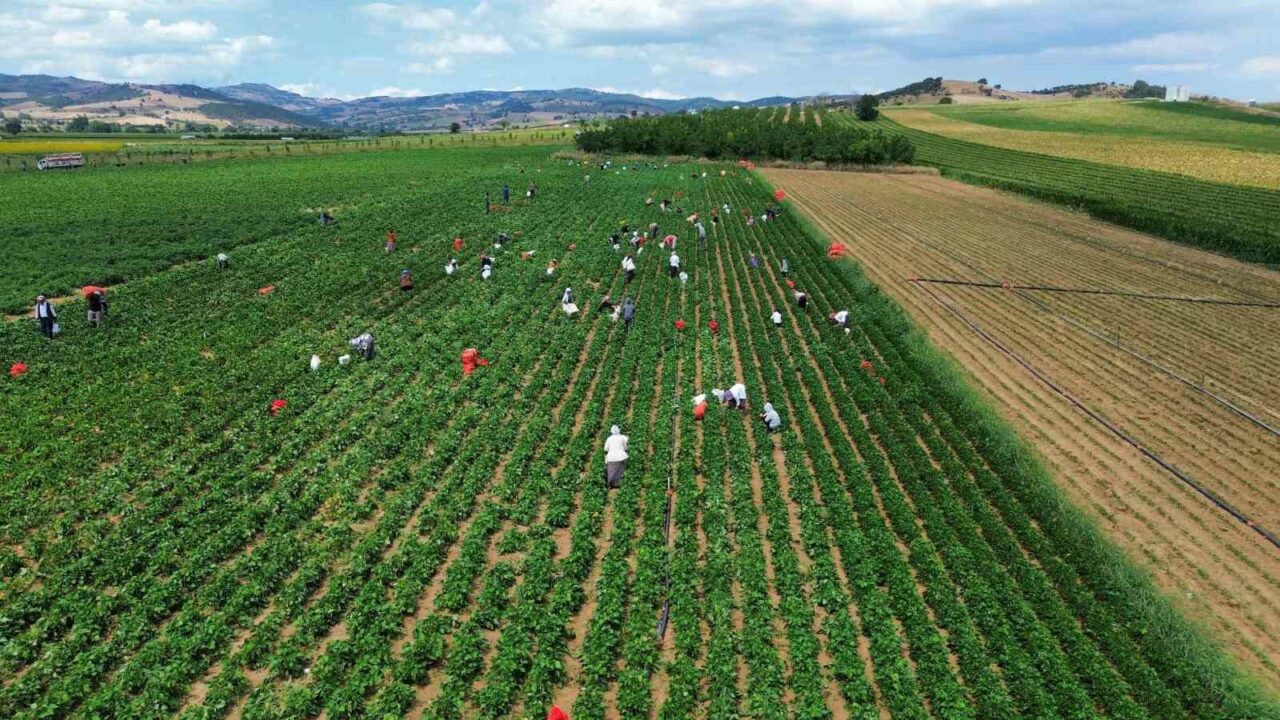 TÜRKİYE’NİN TAZE FASULYE İHTİYACININ BÜYÜK BÖLÜMÜNÜN KARŞILANDIĞI BURSA’DA BU YIL