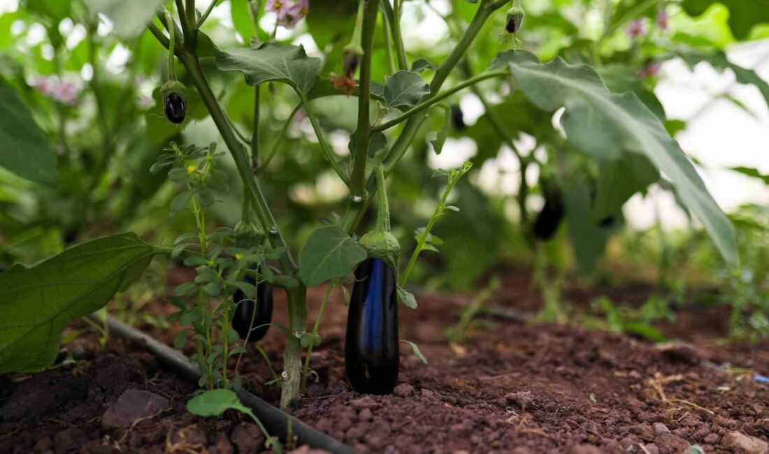 Gemlik Belediyesinin seraları halka ucuz sebze ve meyve yetiştiriyor GEMLİK BELEDİYESİ'NİN SERALARINDA ÖZENLE YETİŞTİRİLEN ÜRÜNLER, HER PAZARTESİ VE PERŞEMBE