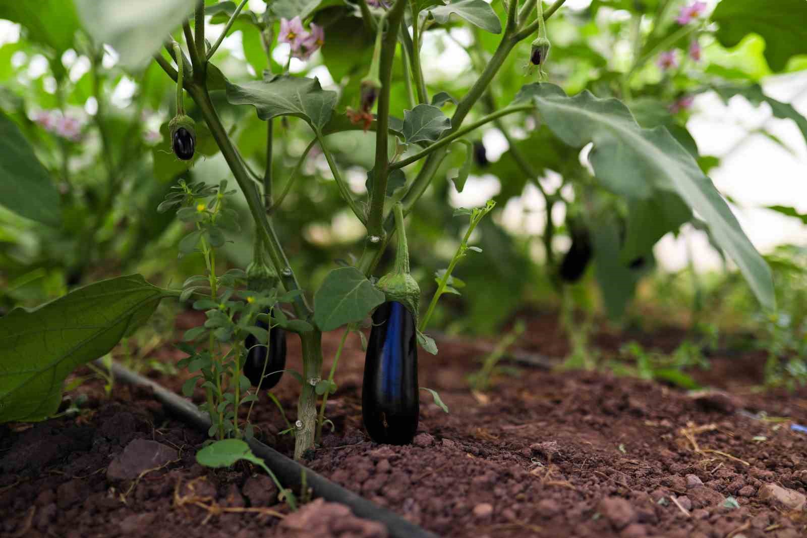 GEMLİK BELEDİYESİ'NİN SERALARINDA ÖZENLE YETİŞTİRİLEN ÜRÜNLER, HER PAZARTESİ VE PERŞEMBE