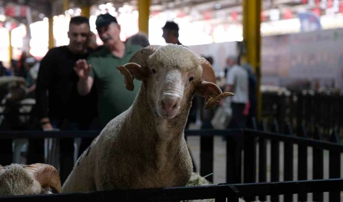 Küçükbaş Hayvancılık Festivali için geri sayım başladı İNEGÖL BELEDİYESİ’NİN BU YIL 4’ÜNCÜSÜNÜ DÜZENLEYECEĞİ KÜÇÜKBAŞ HAYVANCILIK FESTİVALİ 27-29