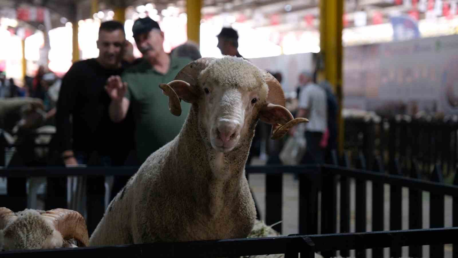 İNEGÖL BELEDİYESİ’NİN BU YIL 4’ÜNCÜSÜNÜ DÜZENLEYECEĞİ KÜÇÜKBAŞ HAYVANCILIK FESTİVALİ 27-29