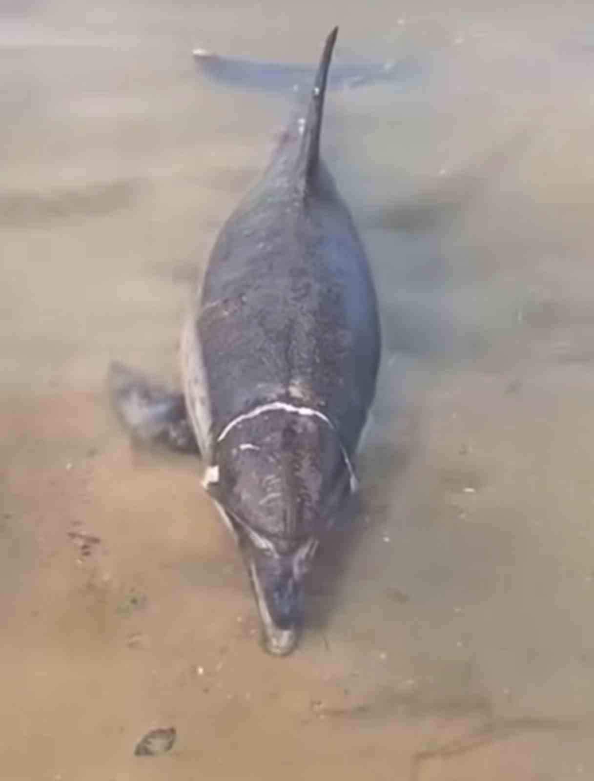 ÖLÜ YUNUS KARAYA VURDU