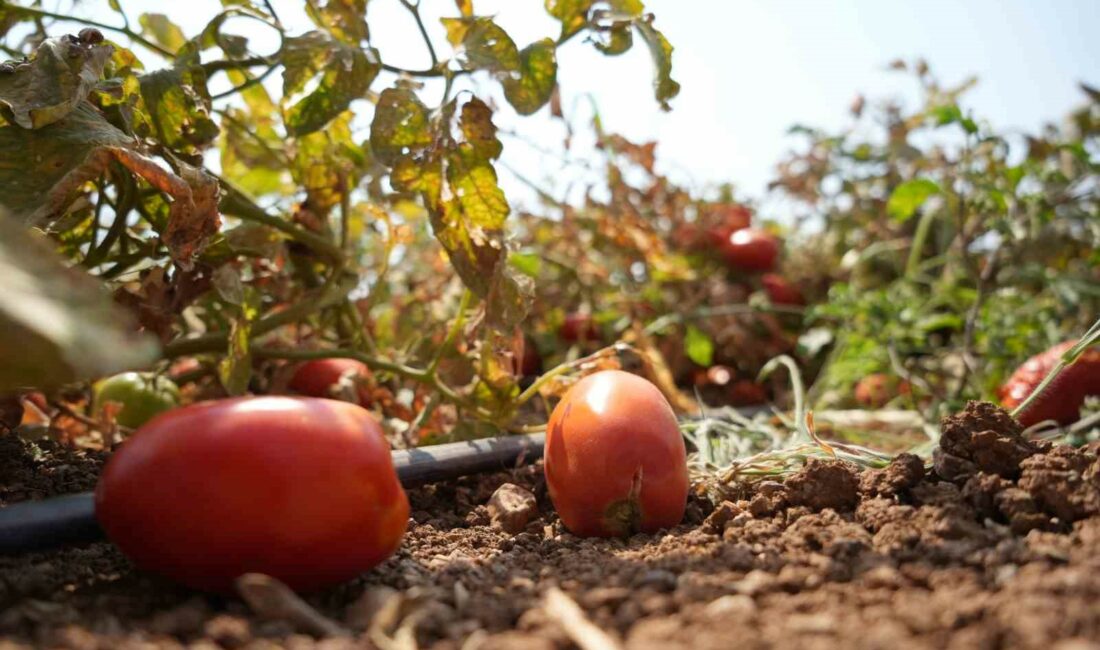 (Özel) Sosyal medyada çağrı yaptı, tarlada kalan domatesi bedava dağıttı BURSA’NIN KARACABEY İLÇESİNDE ÇİFTÇİLİK YAPAN ALİ İHSAN KARDEŞ, TARLADAKİ MAHSULÜNÜ