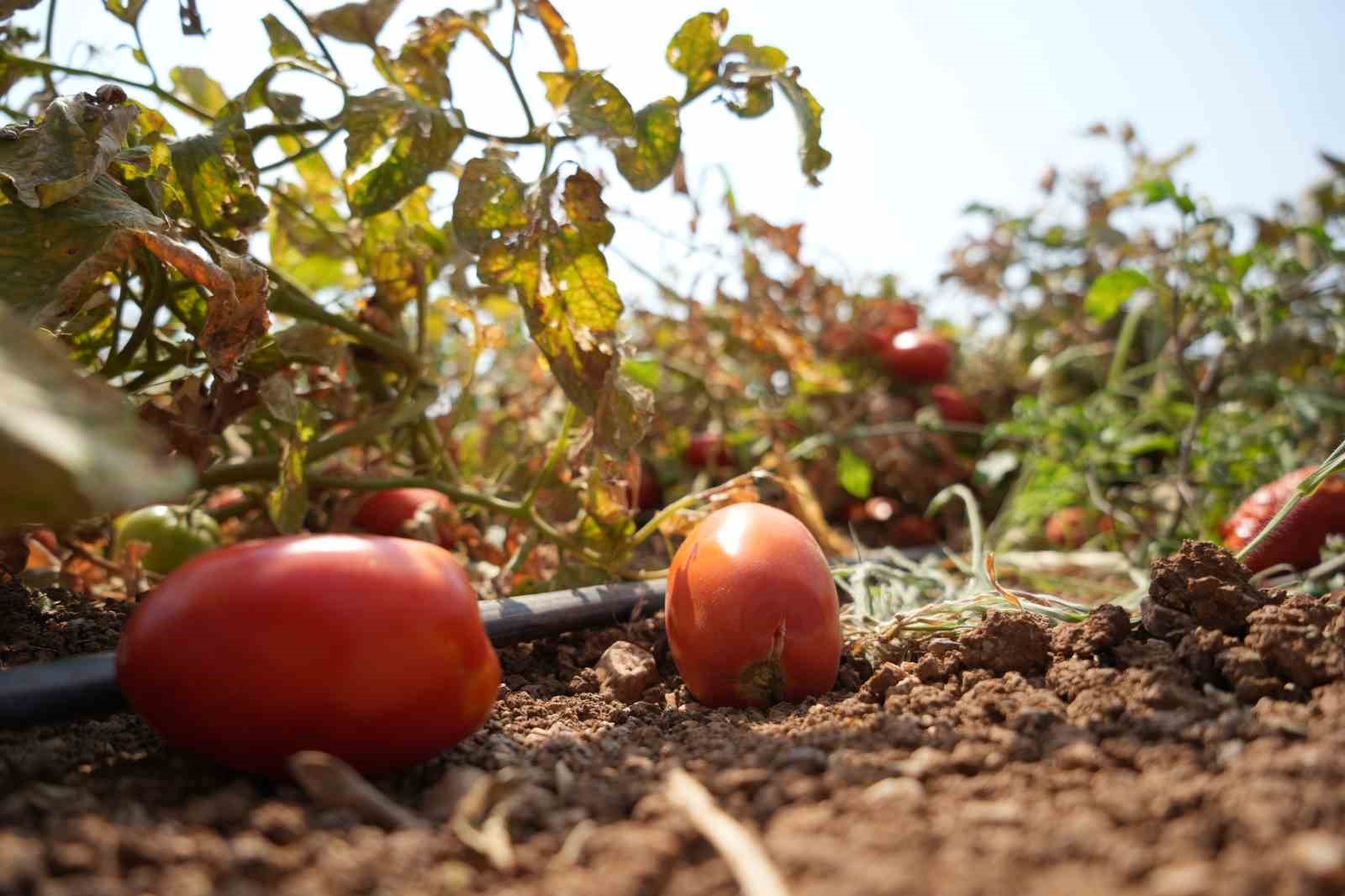 BURSA’NIN KARACABEY İLÇESİNDE ÇİFTÇİLİK YAPAN ALİ İHSAN KARDEŞ, TARLADAKİ MAHSULÜNÜ