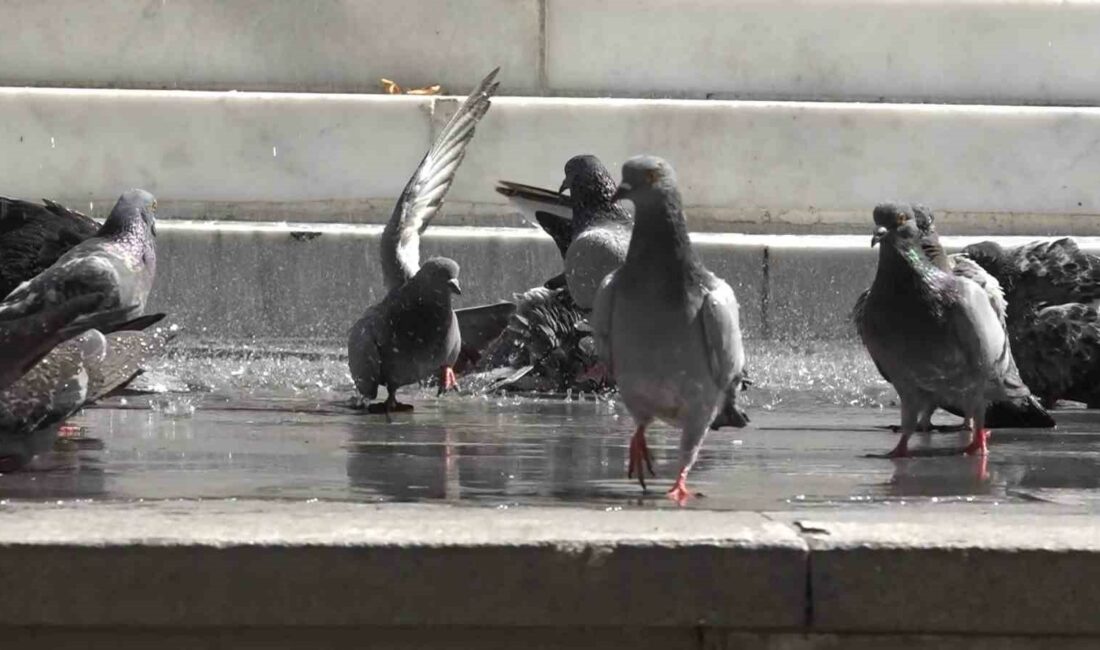 BURSA'DA GÜVERCİNLERİN BANYO KEYFİNİ GÖRENLERİN İÇİ SERİNLEDİ.