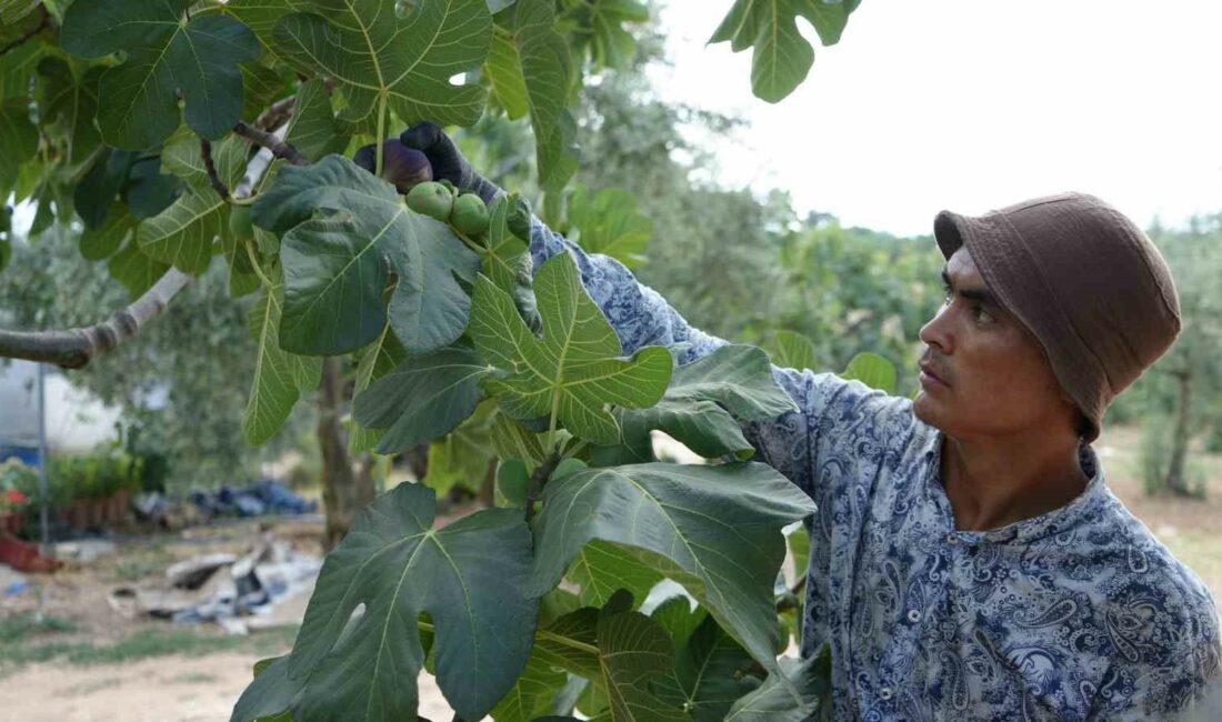 Türkiye bu yıl siyah incire doyacak BURSA'NIN BAZI BÖLGELERİNDE YETİŞEN VE EN KALİTELİ İNCİRİ OLARAK KABUL