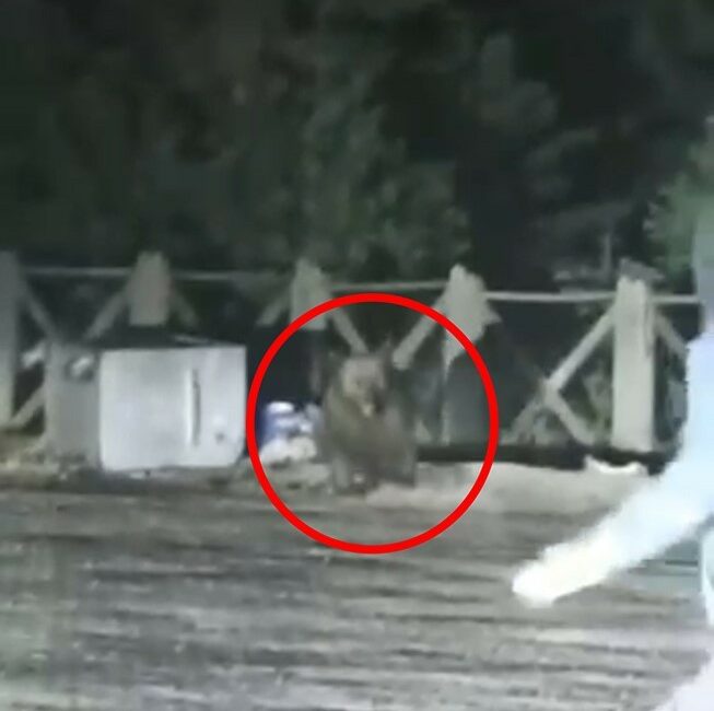 Uludağ’da aç kalan ayının saldırısından son anda kurtuldular ULUDAĞ'DA AÇ KALAN AYININ SALDIRISINDAN SON ANDA KURTULDULAR