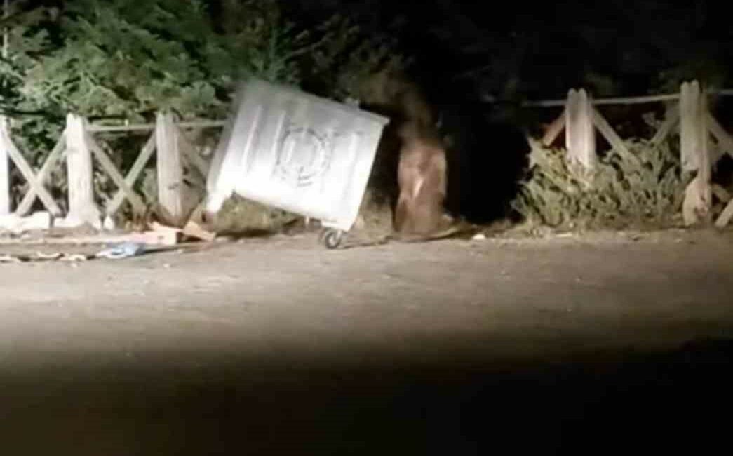 Uludağ’da yemek arayan aç ayı konteyneri devirdi ULUDAĞDA AÇ KALAN AYI ÇÖPTE YEMEK ARADI