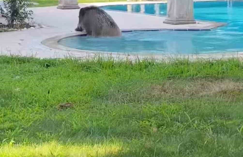 Villaya kaçak giren domuz havuza böyle düştü BURSA'DA TATİL İÇİN LÜKS VİLLA KİRALAYAN BİR GRUP ARKADAŞ, HAVUZA