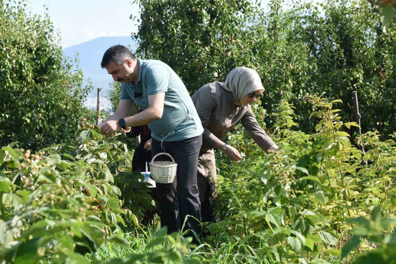 YILDIRIM BELEDİYE BAŞKANI OKTAY YILMAZ, CUMALIKIZIK TARIMSAL KALKINMA KOOPERATİFİ'NDE ÜRETTİĞİ