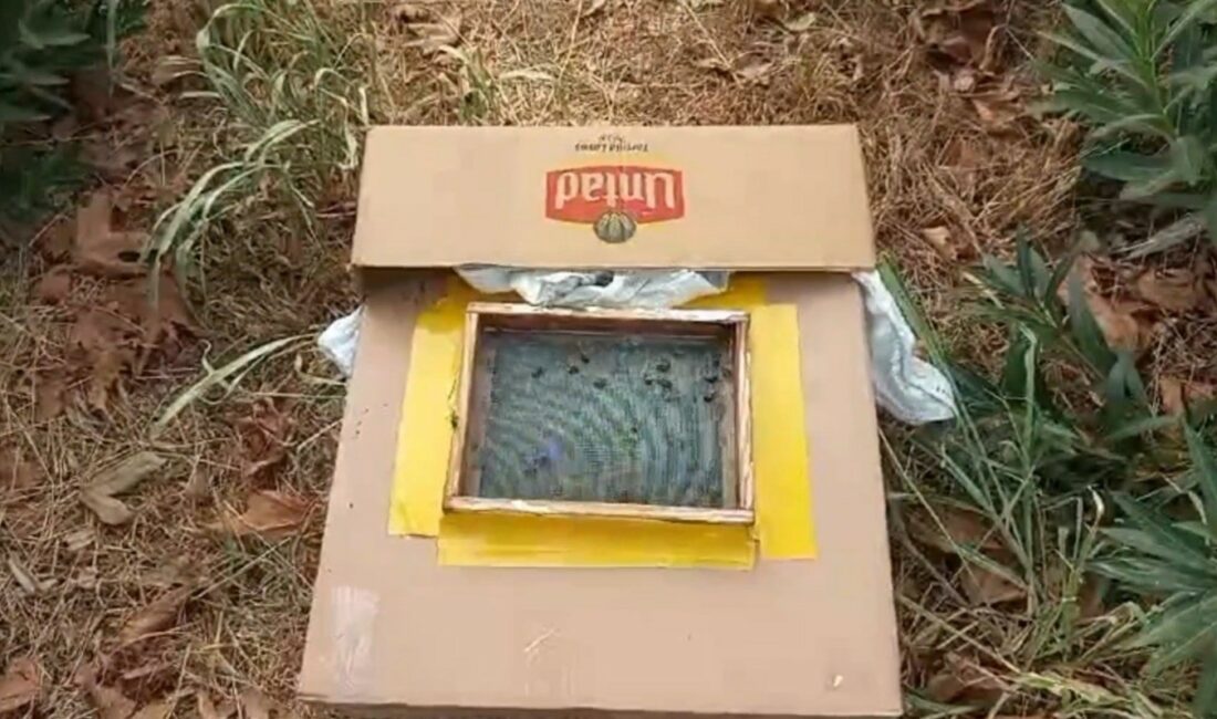 Ağaçta baldan servet buldu BURSA'DA SABAH SPORU İÇİN MESİRE ALANINDA YÜRÜYÜŞ YAPAN VATANDAŞ, ÇINAR