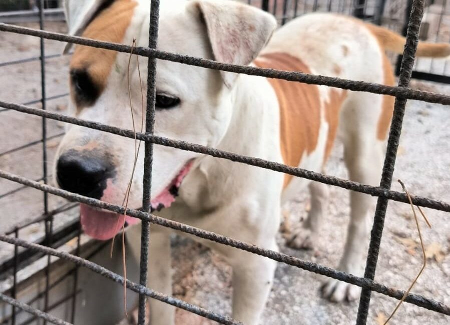 OSMANGAZİ BELEDİYESİ VETERİNER İŞLERİ MÜDÜRLÜĞÜ EKİPLERİ, GEÇTİĞİMİZ GÜN YUNUSELİ MAHALLESİ’NDE