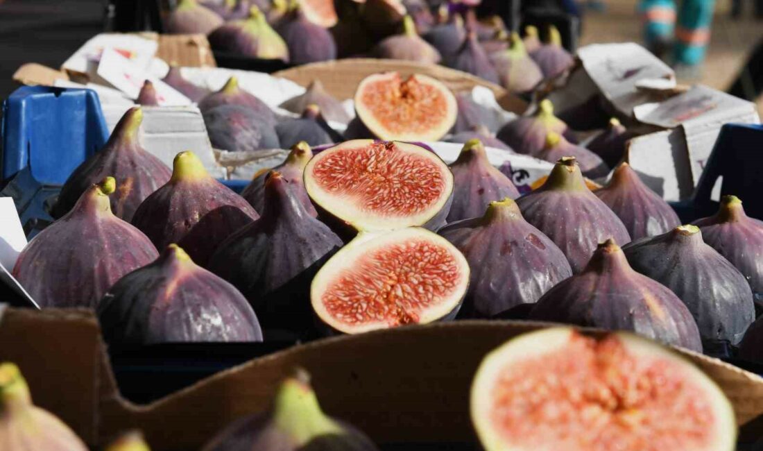 Aydın: “Siyah incir Bursa’nın gözbebeği” BURSA SİYAH İNCİRİ