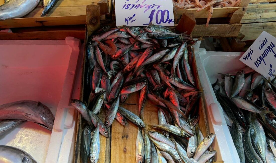 AV YASAĞININ BİTMESİYLE GÖZLER BALIK TEZGAHLARINA ÇEVRİLDİ. BALIK SEZONUN BAŞINDA