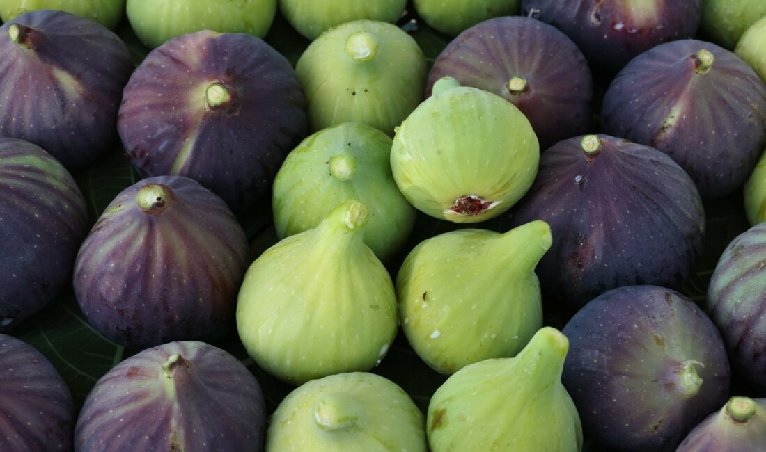 TARIM VE ORMAN BAKANI İBRAHİM YUMAKLI, BURSA SİYAH İNCİRİNİN TÜRKİYE