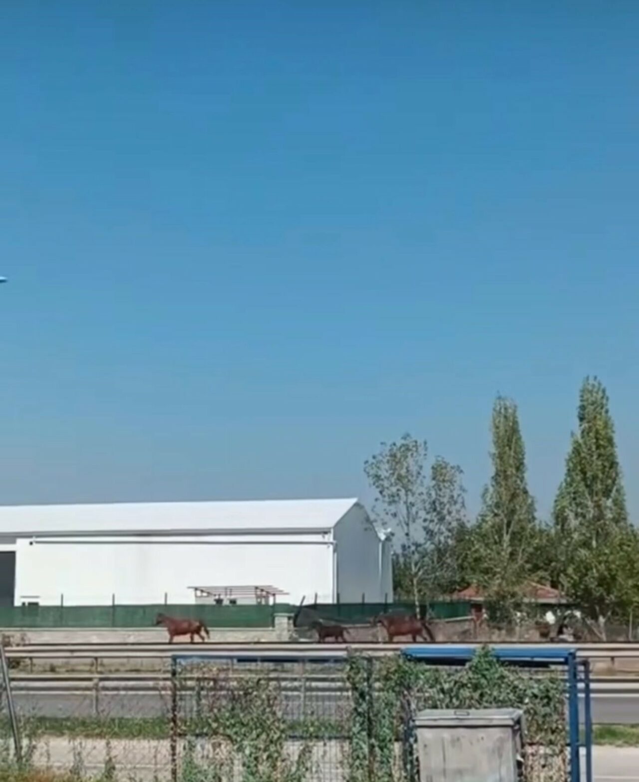 BURSA'DA ANA YOLLARDA BAŞIBOŞ ŞEKİLDE GEZEN ATLAR TEHLİKE SAÇIYOR.