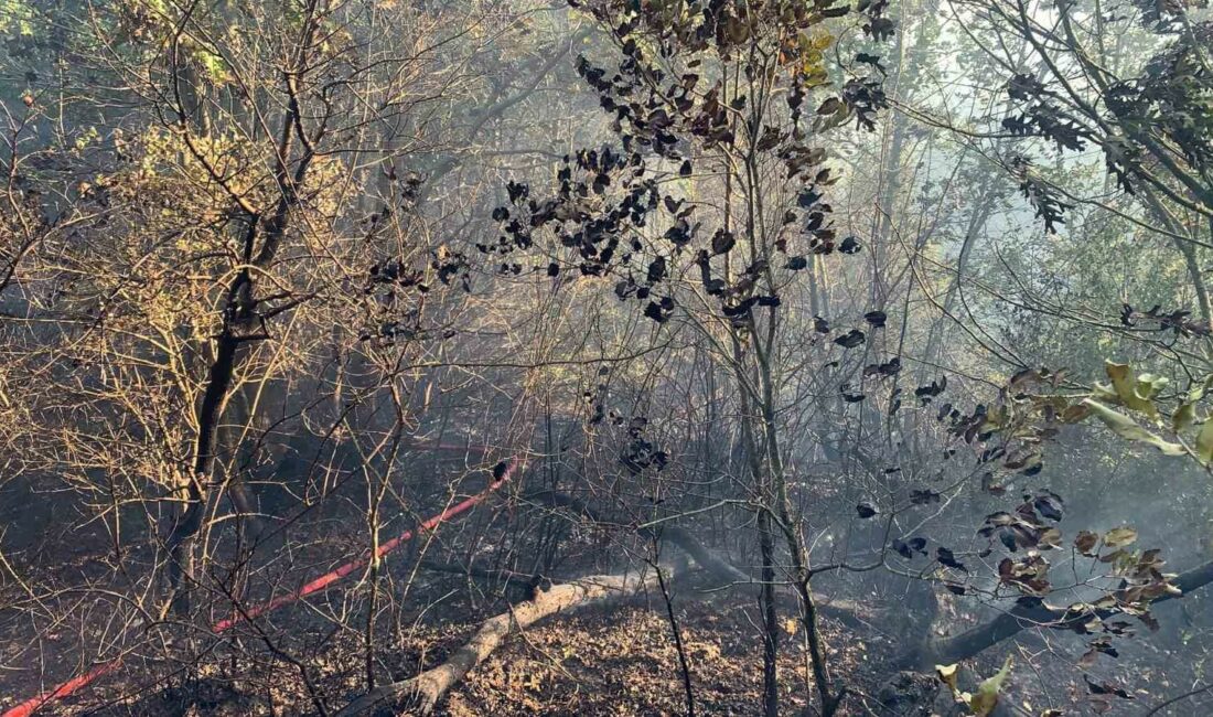 Bursa’da çıkan orman yangını kontrol altına alındı BURSA'NIN MUSTAFAKEMALPAŞA İLÇESİ SÖĞÜTALAN MEVKİSİNDE ÇIKAN ORMAN YANGINI KONTROL ALTINA