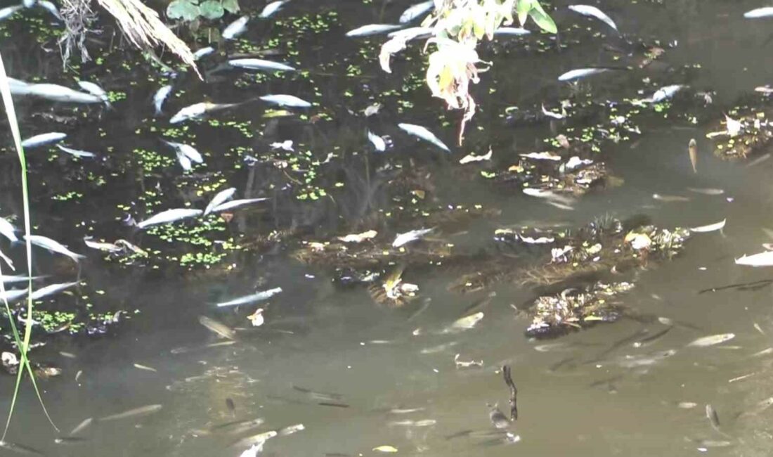 Bursa’da sulama kanalları kurudu, balık ölümleri başladı DÜNYANIN ARMUT BAHÇESİ OLARAK BİLİNEN BURSA'NIN GÜRSU İLÇESİNDE KURAKLIK NEDENİYLE