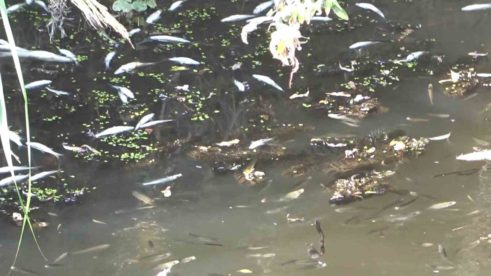 DÜNYANIN ARMUT BAHÇESİ OLARAK BİLİNEN BURSA'NIN GÜRSU İLÇESİNDE KURAKLIK NEDENİYLE