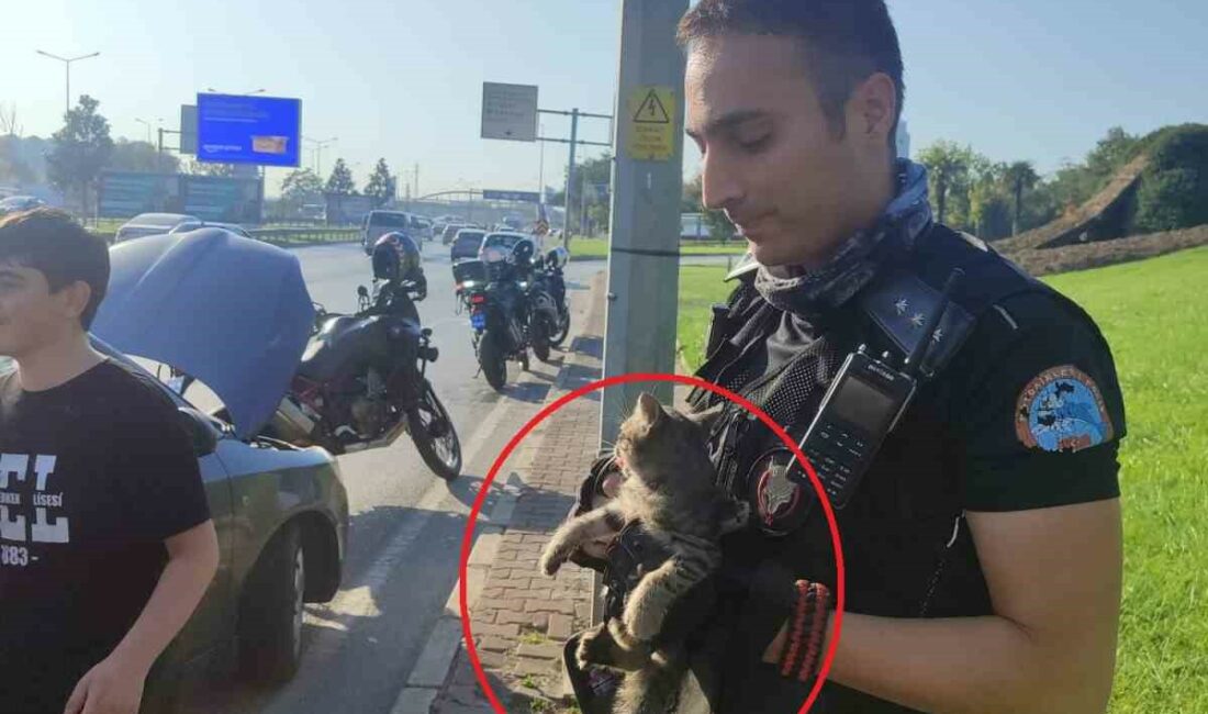 Bursa’da trafikte yavru kedi alarmı..Polisler 4 araca giren kediyi kurtardı BURSA'DA TRAFİĞİ BİRBİRİNE KATAN VE 4 ARACA GİREREK KORKAN YAVRU