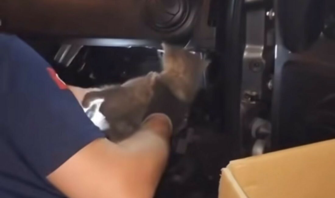 Bursa’da yavru kedi için seferber oldular, araç sahibi kediyi sahiplendi BURSA'DA İTFAİYE EKİPLERİ ARACIN MOTOR KISMINA GİREN YAVRU KEDİYİ KURTARMAK