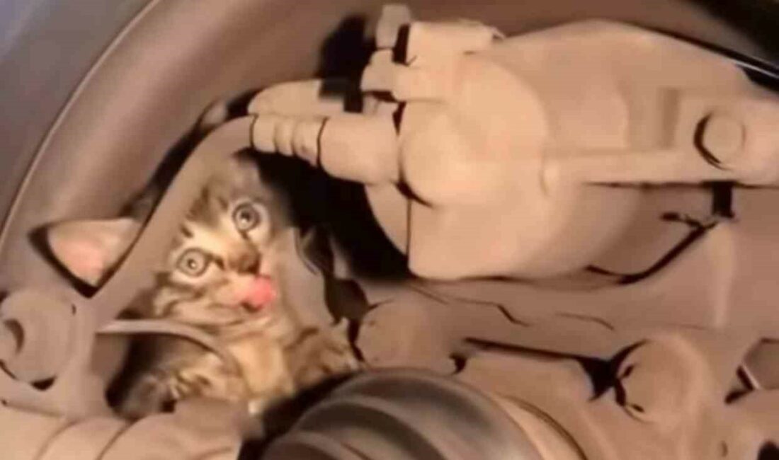 BURSA'DA LASTİĞİN İÇİNE GİREN YAVRU KEDİYİ ÇIKARTMAK İÇİN VATANDAŞLAR SEFERBER