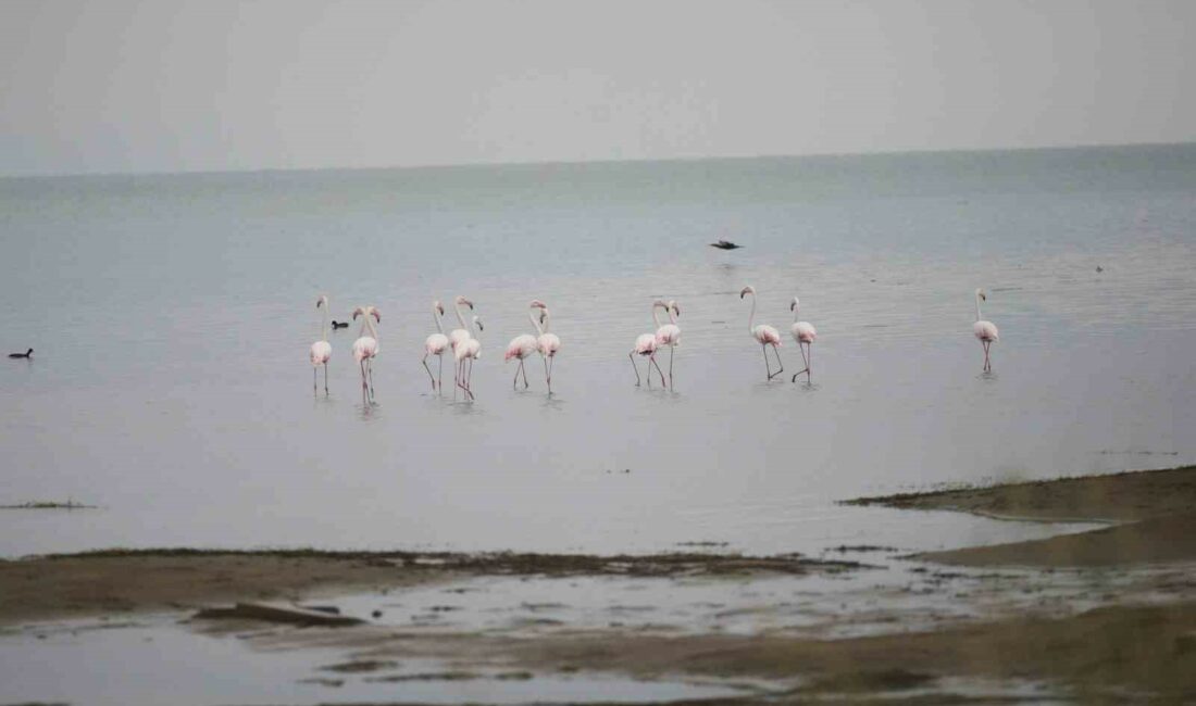 GÖÇ YOLUNDA OLAN FLAMİNGOLAR, İZNİK GÖLÜ ORHANGAZİ SAHİLİNDE KONAKLADI. FLAMİNGOLAR