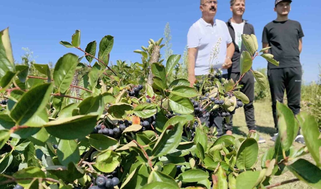 Her derde deva aronya hasadı başladı BURSA'NIN İNEGÖL İLÇESİNDE BİN DEKAR ALANDA YETİŞTİRİLEN ARONYA HASADI BAŞLADI.