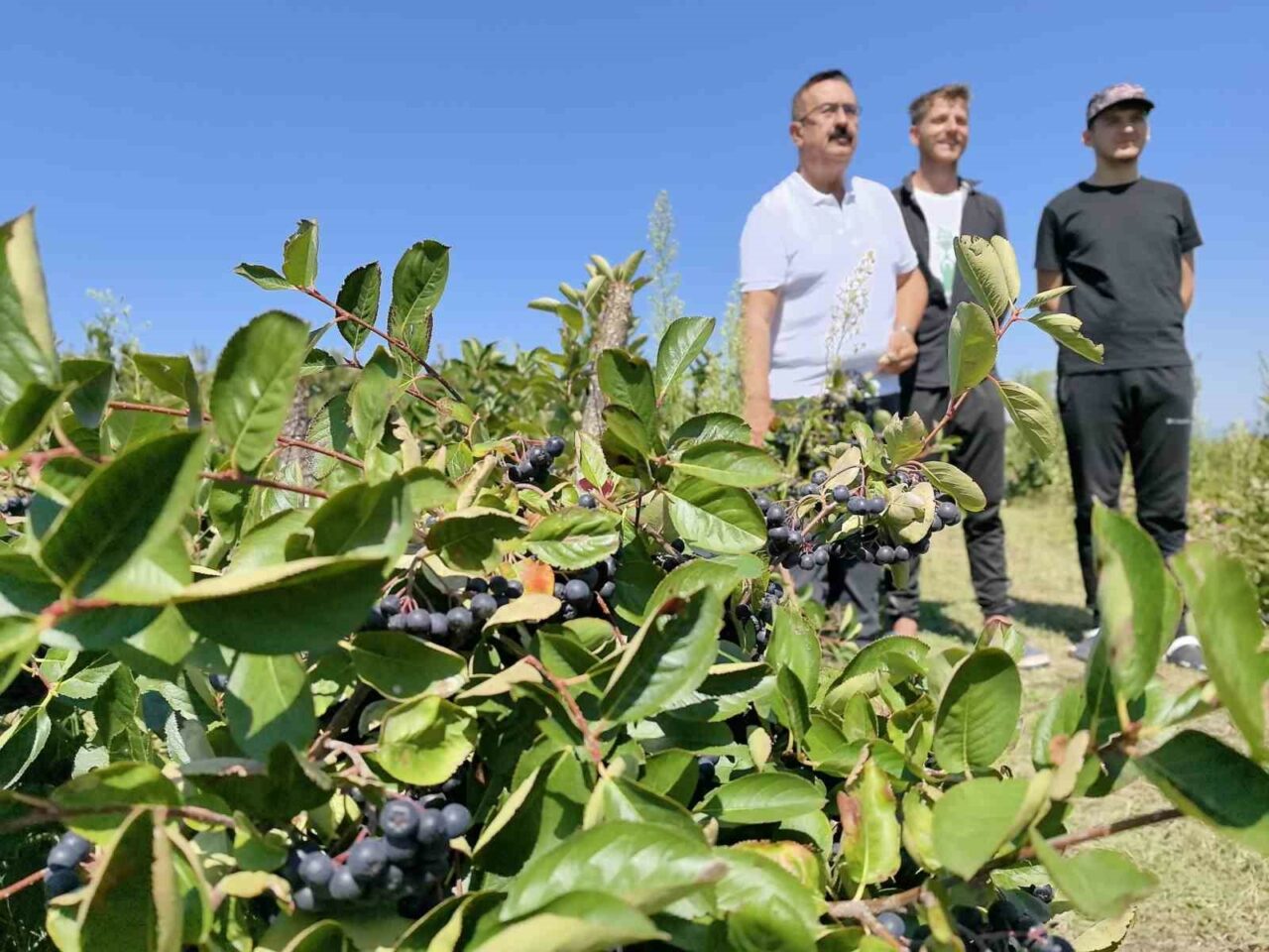 BURSA'NIN İNEGÖL İLÇESİNDE BİN DEKAR ALANDA YETİŞTİRİLEN ARONYA HASADI BAŞLADI.