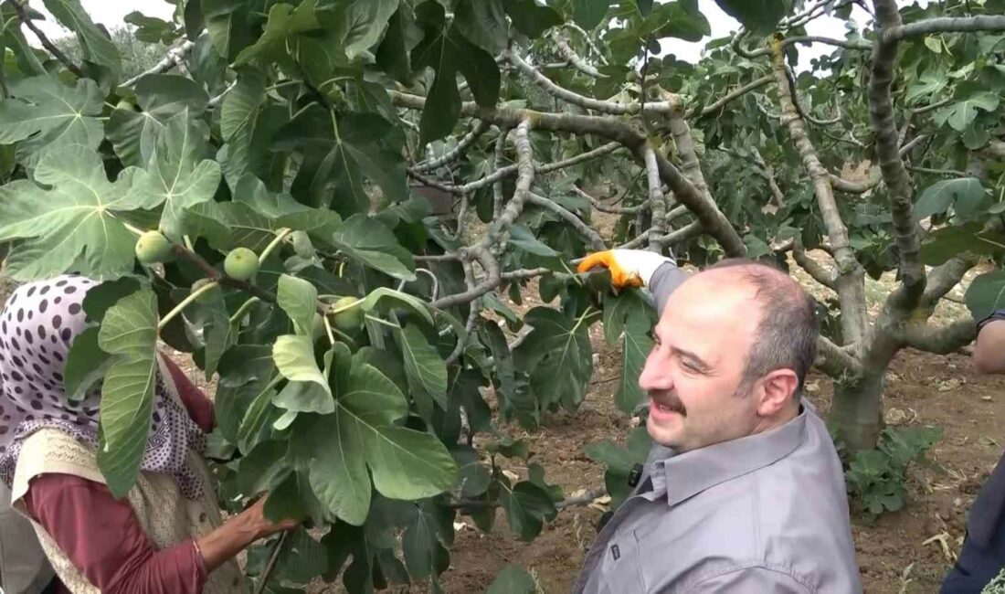İncir hasadına katılan AK Parti Millet Vekili Mustafa Varank, “İftiralarla karalamaya çalışan bir kesim var” AK PARTİ MİLLETVEKİLİ MUSTAFA VARANK, ÜRETİCİLERİ ZİYARET ETTİ.