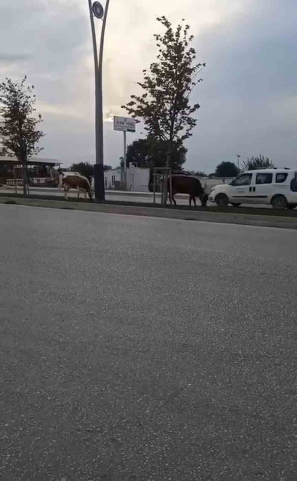 BURSA'DA BAŞIBOŞ 2 İNEK, ORTA REFÜJDE OTLADI. O ANLAR KAMERADA.