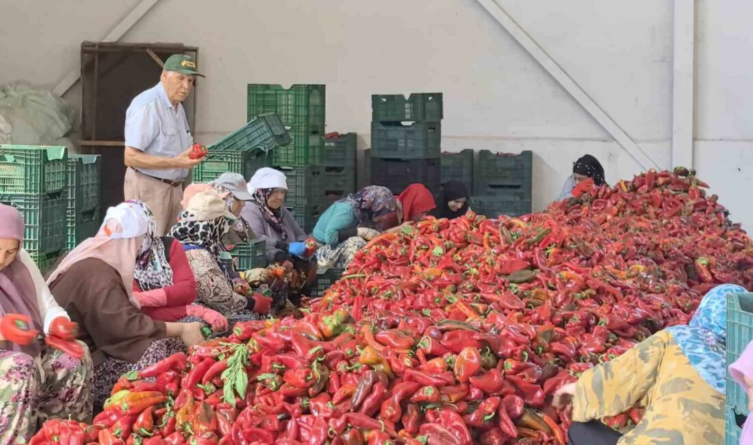 Kadınların ürettiği salçalar 25 yıldır Hollanda’ya ihraç ediliyor KADINLARIN ÜRETTİĞİ SALÇALAR 25 YILDIR HOLLANDA'YA İHRAÇ EDİLİYOR