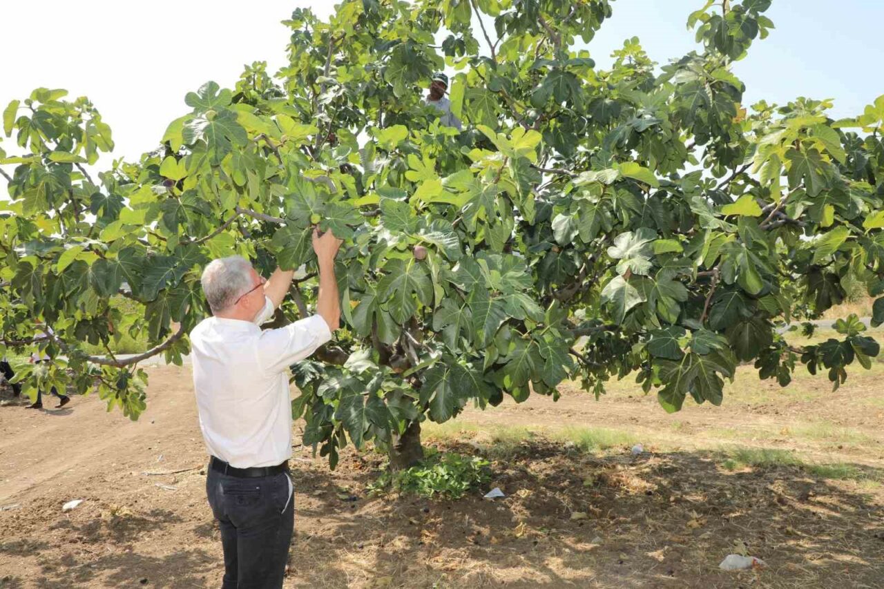 AVRUPA BİRLİĞİ’NDEN COĞRAFİ İŞARET TESCİLİ ALAN BURSA SİYAH İNCİRİNİN HASADINA
