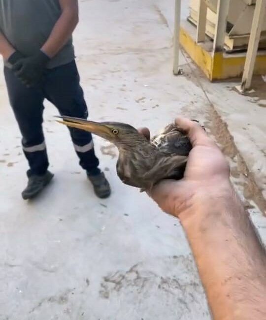 Nesli tükenmekte olan kuşu doğaya saldılar BURSA'NIN İNEGÖL İLÇESİNDE UÇMAKTA ZORLANAN KUŞU GÖREN İŞÇİLER, İNCELEMELERİN ARDINDAN