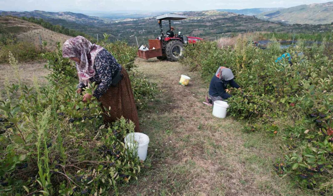 (Özel) Hücreleri yeniliyor, diabete iyi geliyor şimdi pazar arıyor DEVLET TEŞVİKİ İLE TÜRKİYE'NİN BİR ÇOK BÖLGESİNE DAĞITILAN ARONYA BİTKİLERİ