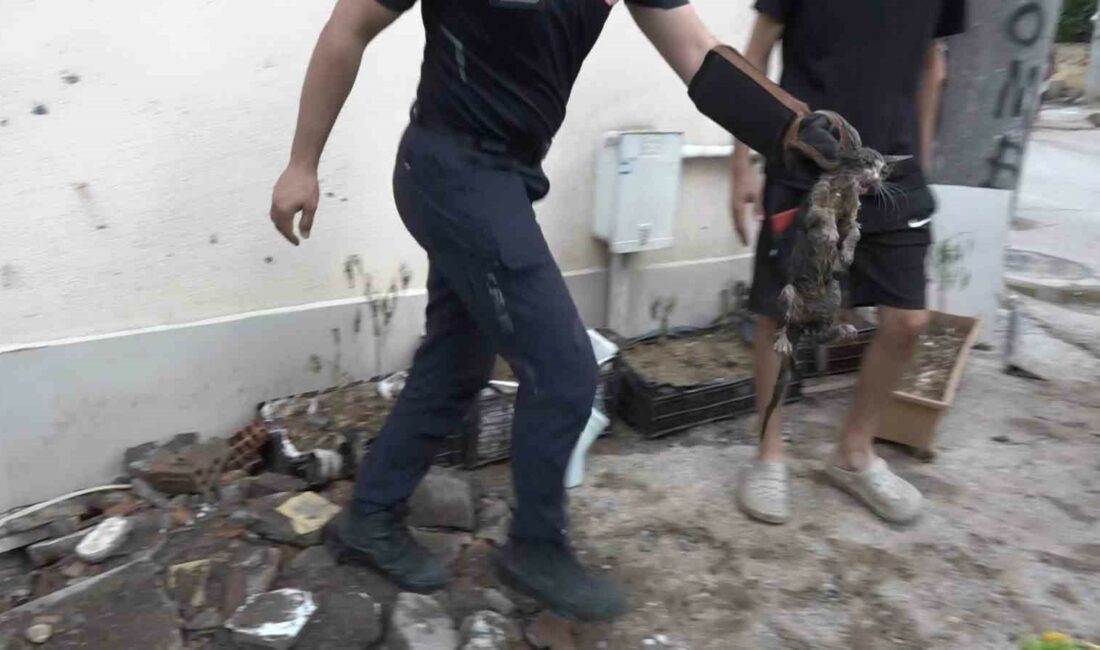 Yavru kedi 7 saatlik operasyonla kurtarıldı BURSA'DA GİDERİN İÇERİSİNDE SIKIŞAN KEDİ, 7 SAATLİK ÇALIŞMANIN SONUNDA KURTARILDI.