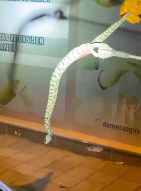 Seyir halindeki aracın kaputundan yılan çıktı SEYİR HALİNDEKİ ARACIN KAPUTUNDAN YILAN ÇIKTI