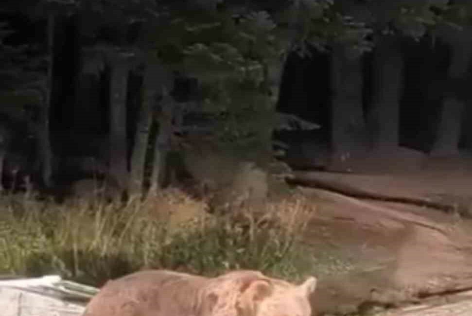 SARIALAN’DA ACIKAN BİR AYI, YEMEK ARAYIŞINA ÇIKTI.