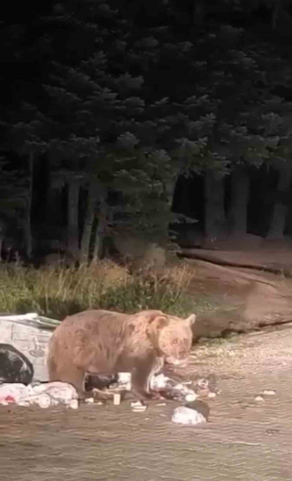 SARIALAN’DA ACIKAN BİR AYI, YEMEK ARAYIŞINA ÇIKTI.