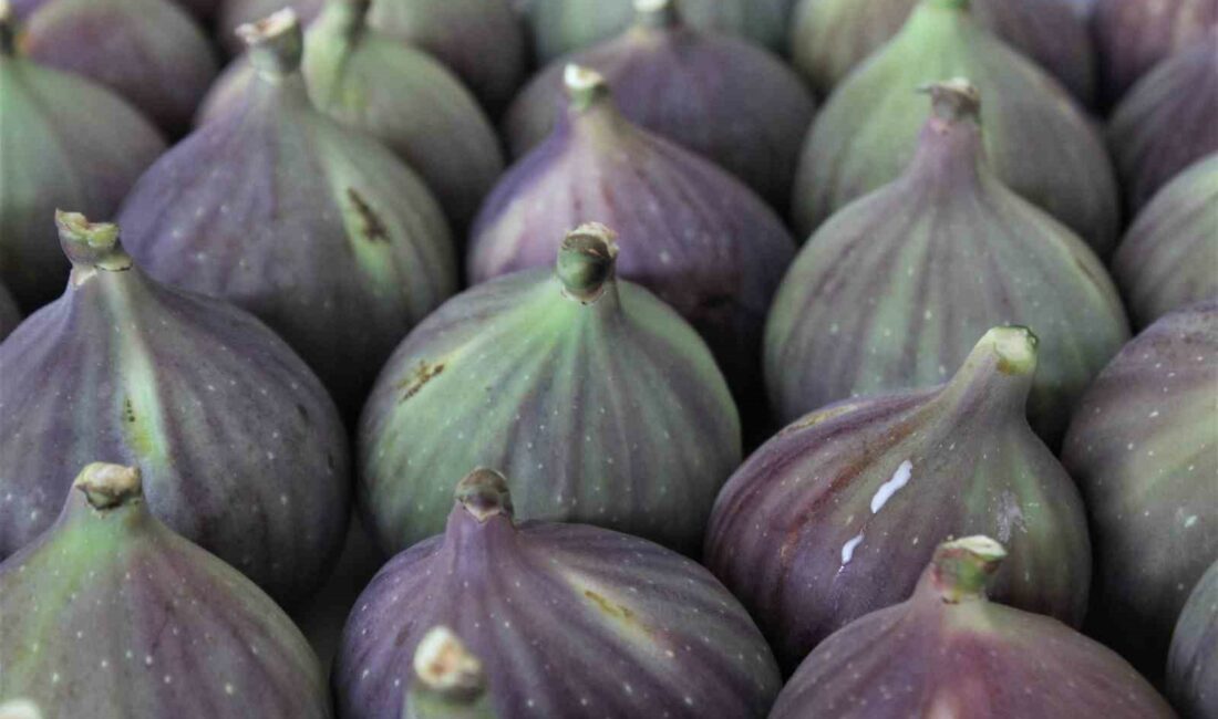 Yarışmacılar, birinci olmak için Bursa siyah inciriyle hünerlerini sergiledi MASTERCHEF TÜRKİYE'DE, BURSA SİYAH İNCİRİ İLE YAPILAN FARKLI TATLARLA ŞEFLERİN