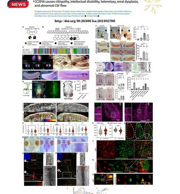 Yeni gen varyantlarının birçok hastalığa sebep olduğu kanıtlandı ÇALIŞMALARIN SONUÇLARI; EMBO, ROCKEFELLER ÜNİVERSİTESİ VE COLD SPRİNG HARBOR LABORATUVARLARININ