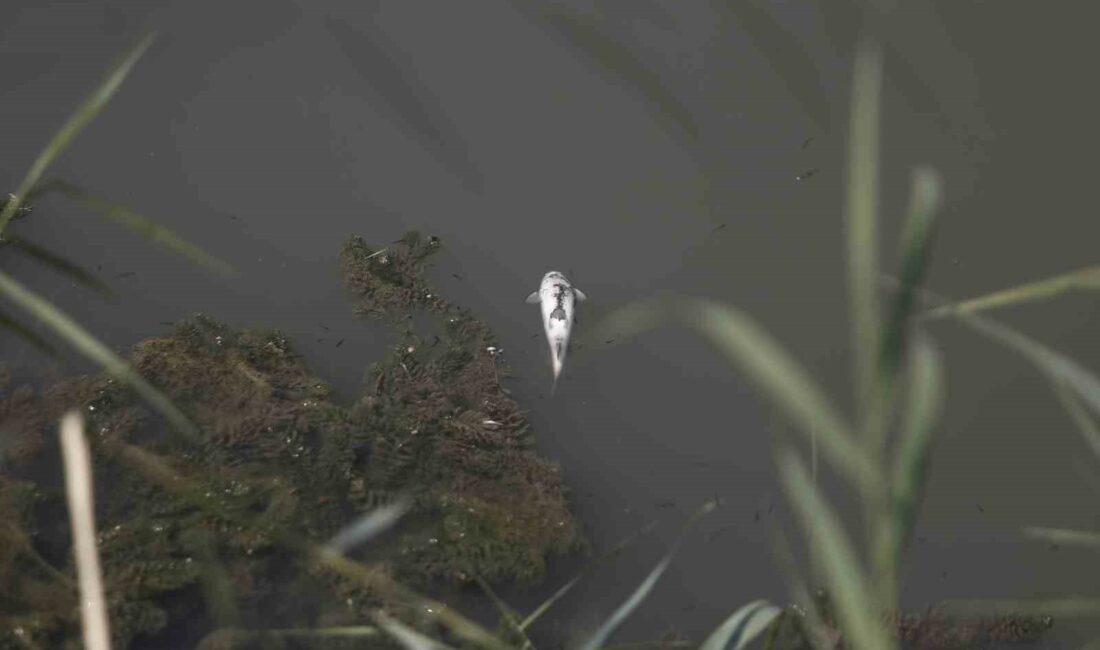 Zehir akan derede balık ölümleri yaşanıyor BURSA'NIN KESTEL İLÇESİNDE FABRİKA ATIKLARININ SALNDIĞI İDDİA EDİLEN SERME DERESİ