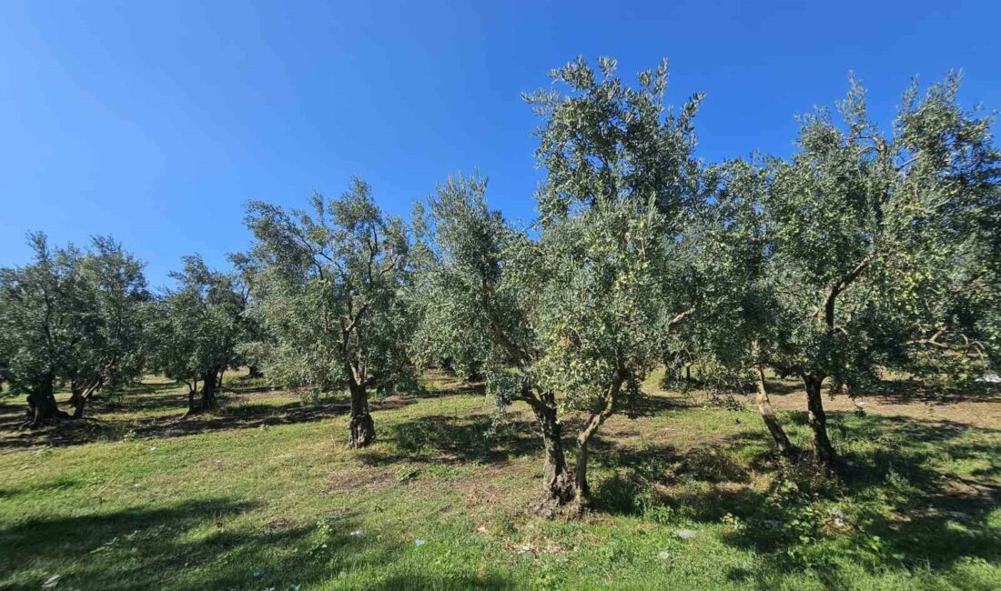 1 KİLOGRAM ZEYTİNİN MALİYETİ HESAPLANDI