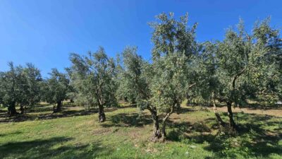 1 KİLOGRAM ZEYTİNİN MALİYETİ HESAPLANDI