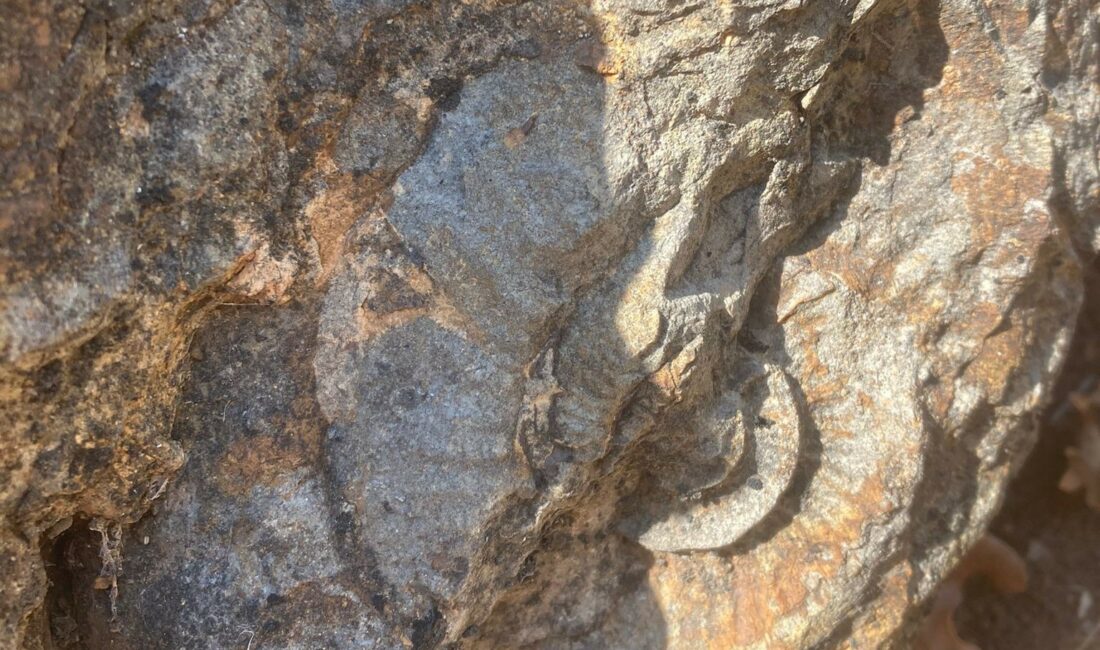 350 milyon yıl önce yaşayan hayvan fosilleri bulundu OSMANLININ İLK BAŞŞEHRİ BURSA’NIN YENİŞEHİR İLÇESİNE BAĞLI KARAAMCA MEVKİİNDE DOLAŞAN